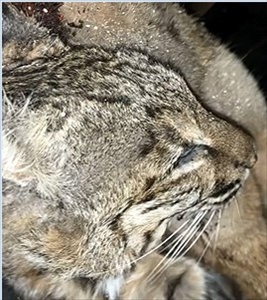 ss cat1